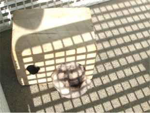 うさぼっこ